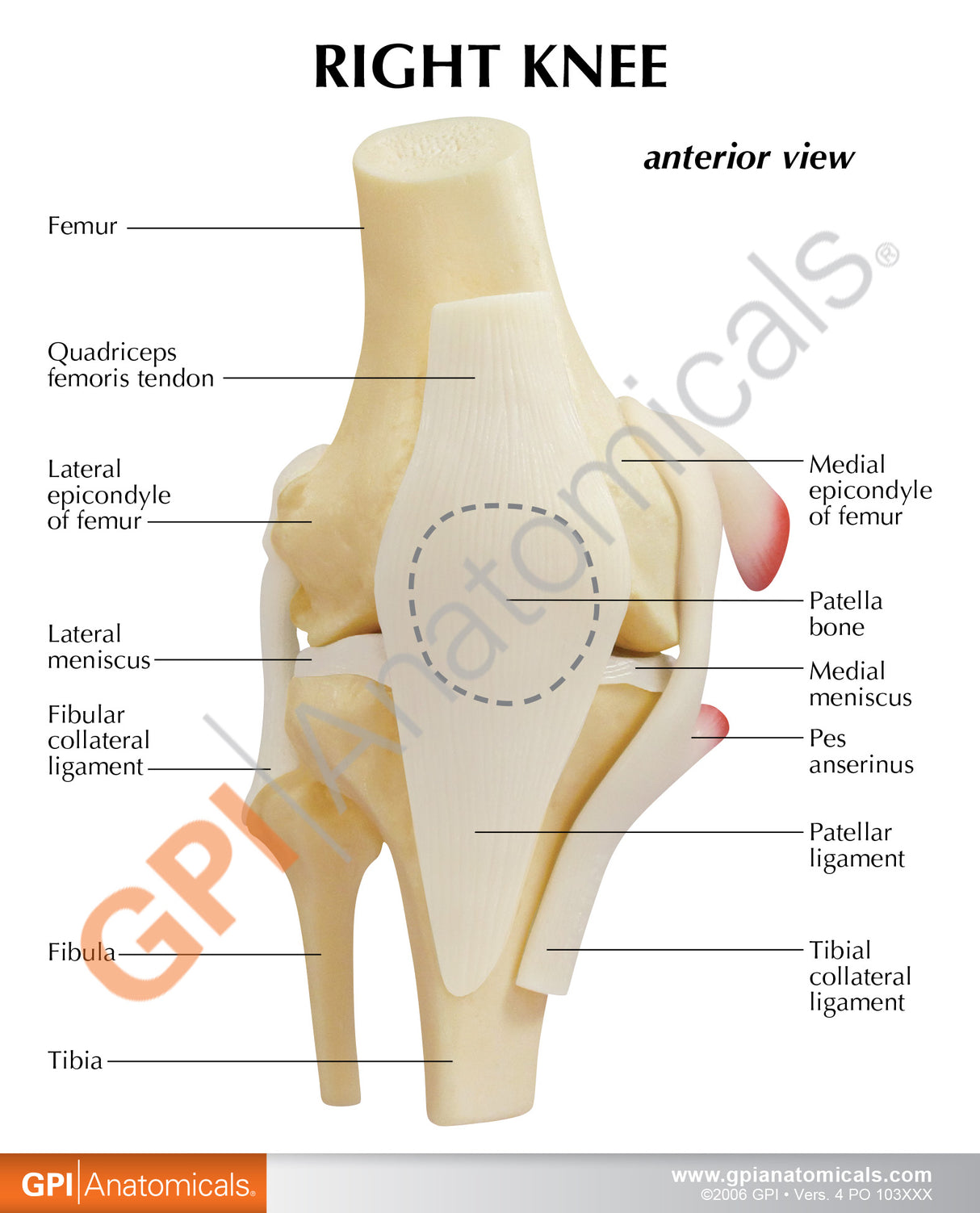 Basic Knee