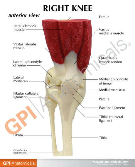 Muscled Knee Education Card