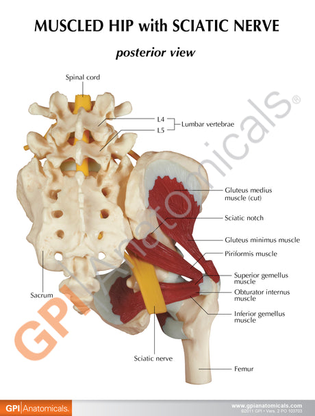 Muscled Hip Model with Sciatic Nerve