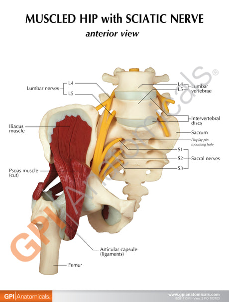 Muscled Hip with Sciatic Nerve Education Card