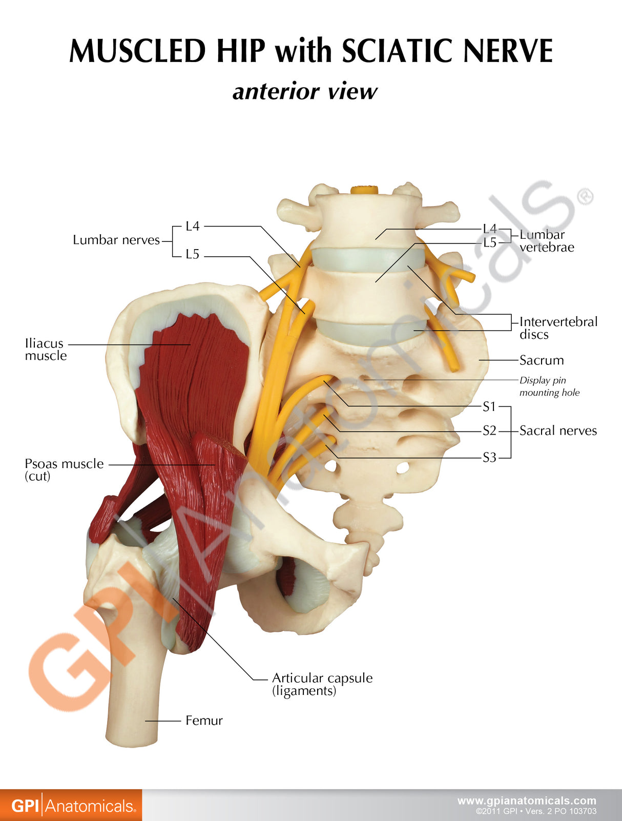 Muscled Hip Model with Sciatic Nerve