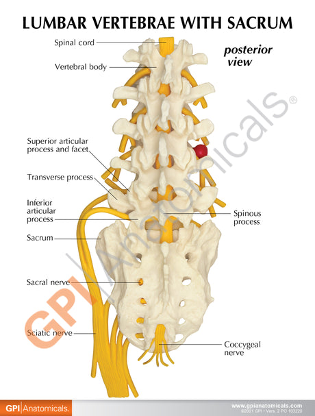 5-Piece Vertebrae Model with Sacrum