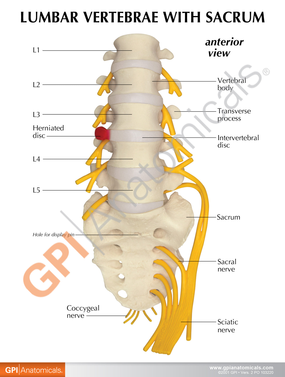5-Piece Vertebrae Model with Sacrum