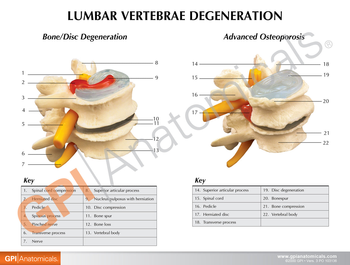 4-Stage Vertebrae Education Card
