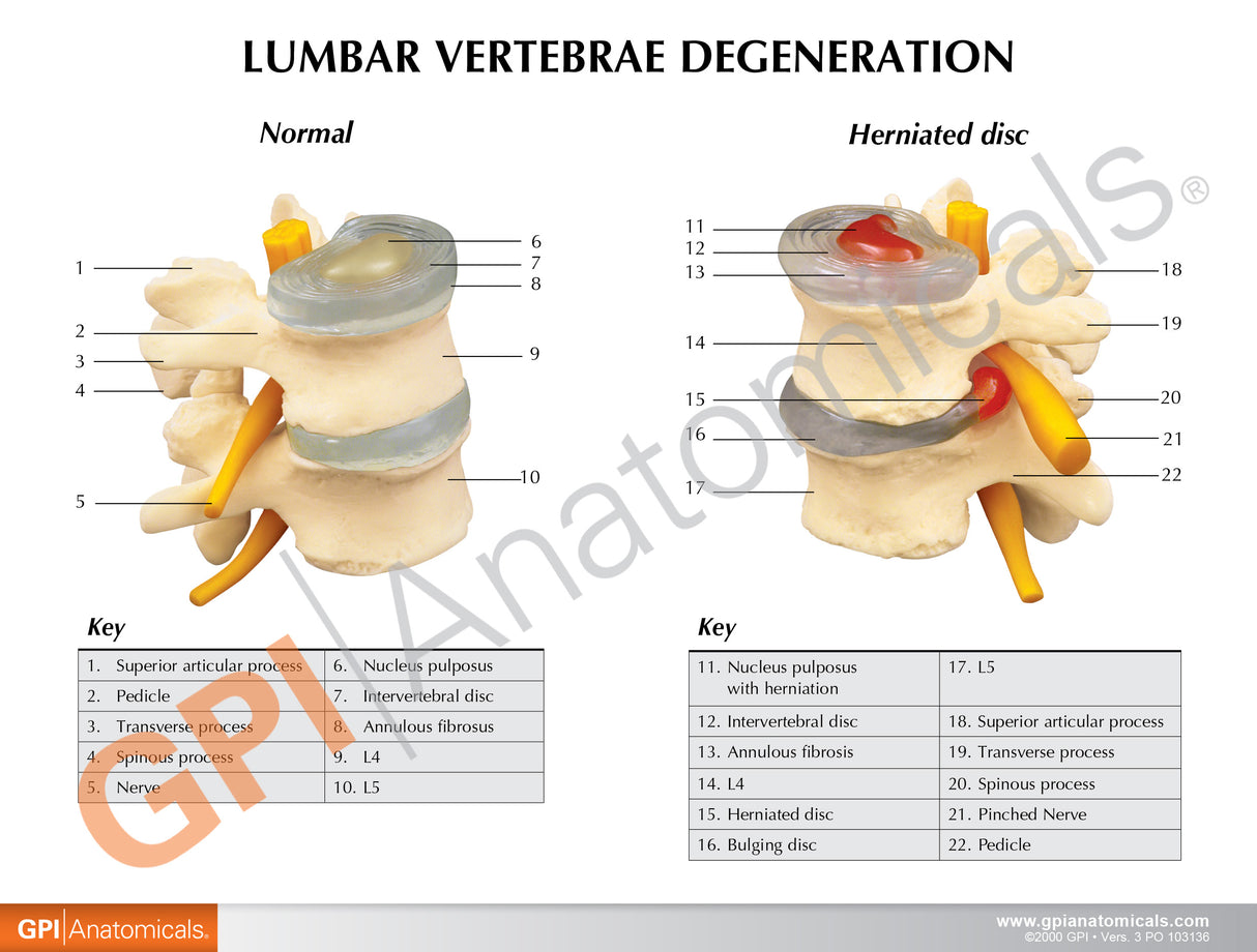 4-Stage Vertebrae Education Card