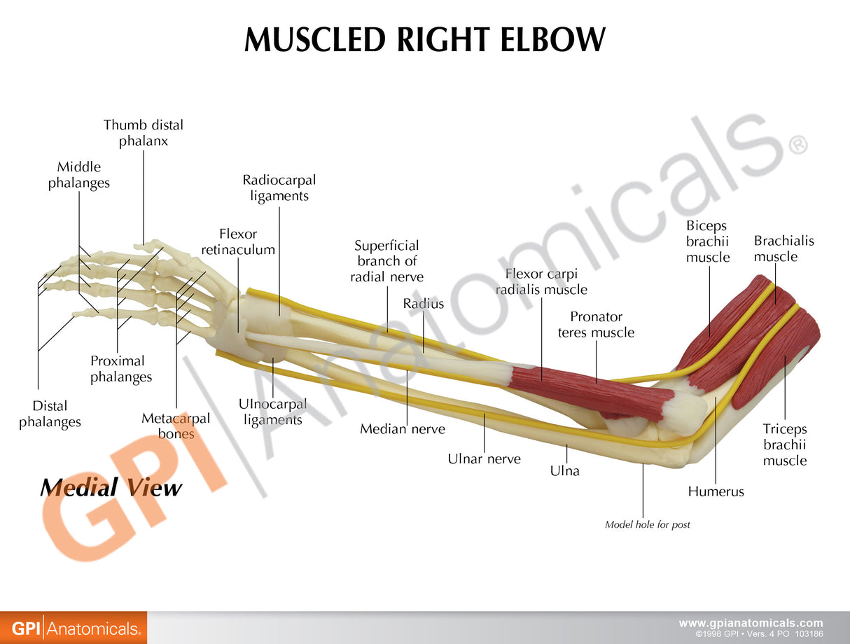 Muscled Elbow Model