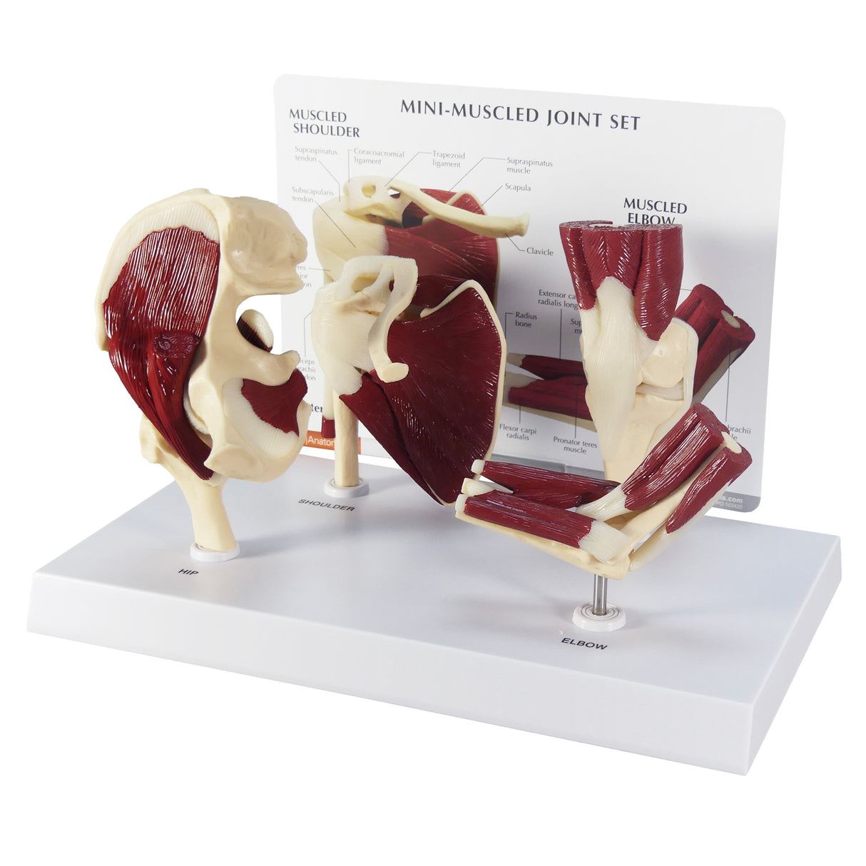 Mini-Muscled Joint Model with Hip, Shoulder, Knee, and Elbow