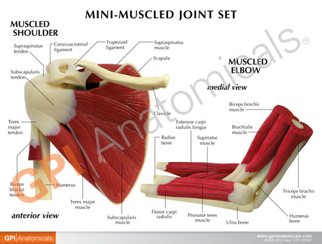Mini-Muscled Joint Model with Hip, Shoulder, Knee, and Elbow