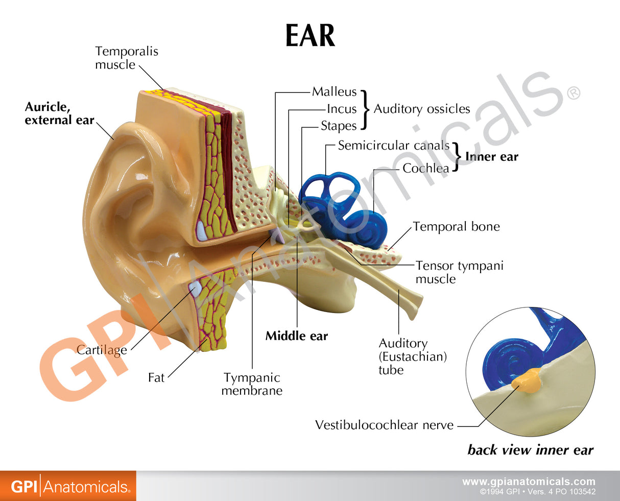 Ear Education Card