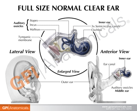 Ear Model, Clear