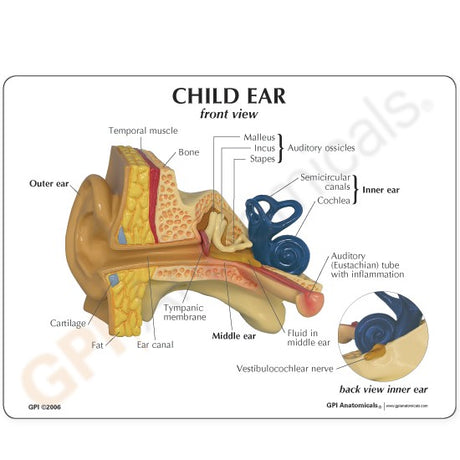 Ear Model, Child