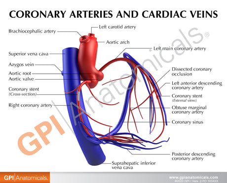 Coronary Arteries and Cardiac Veins Education Card