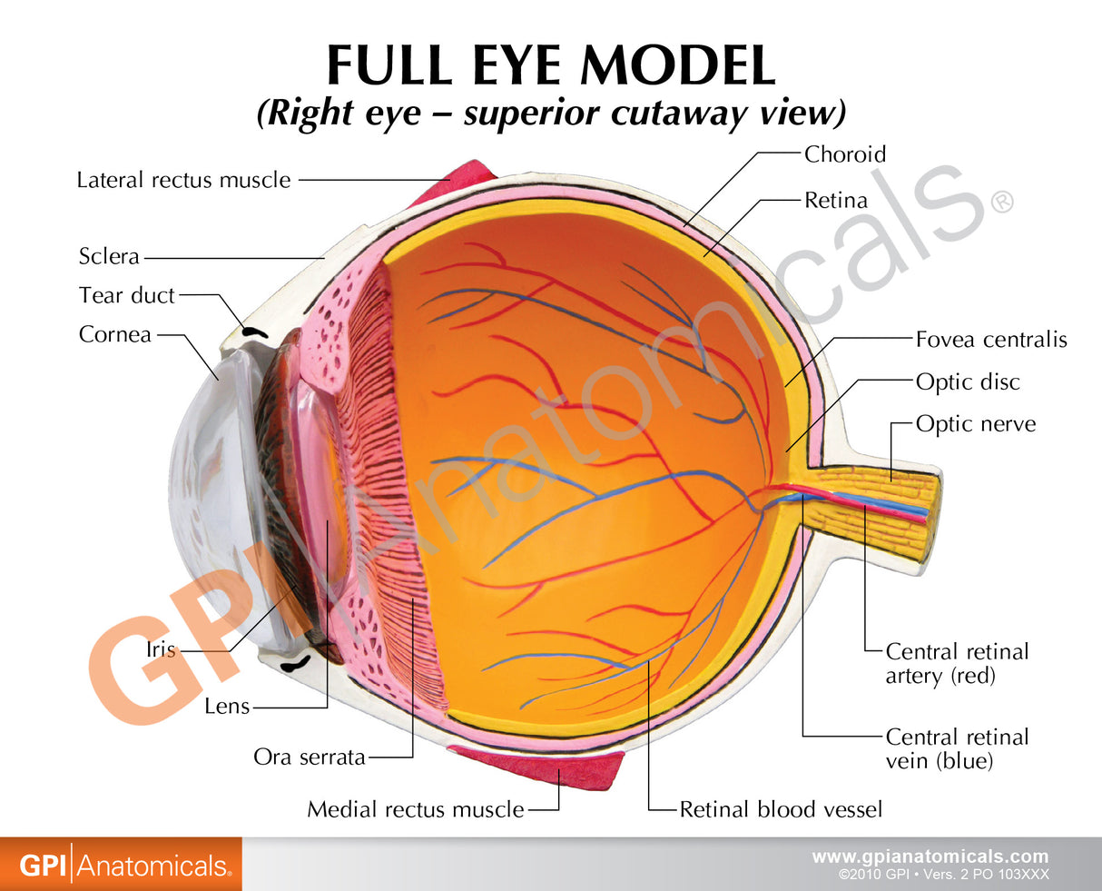 Full Eye Model