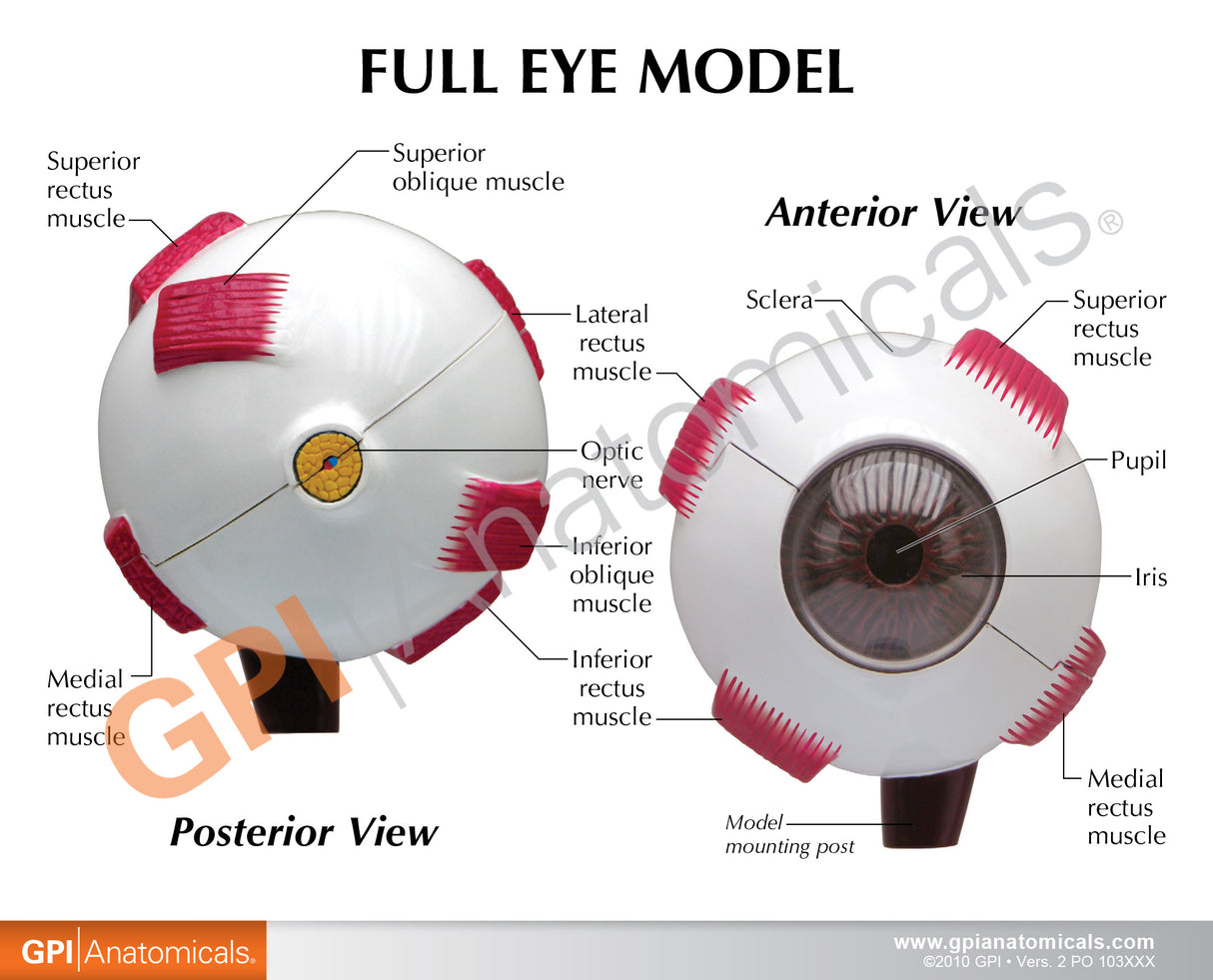 Full Eye Model