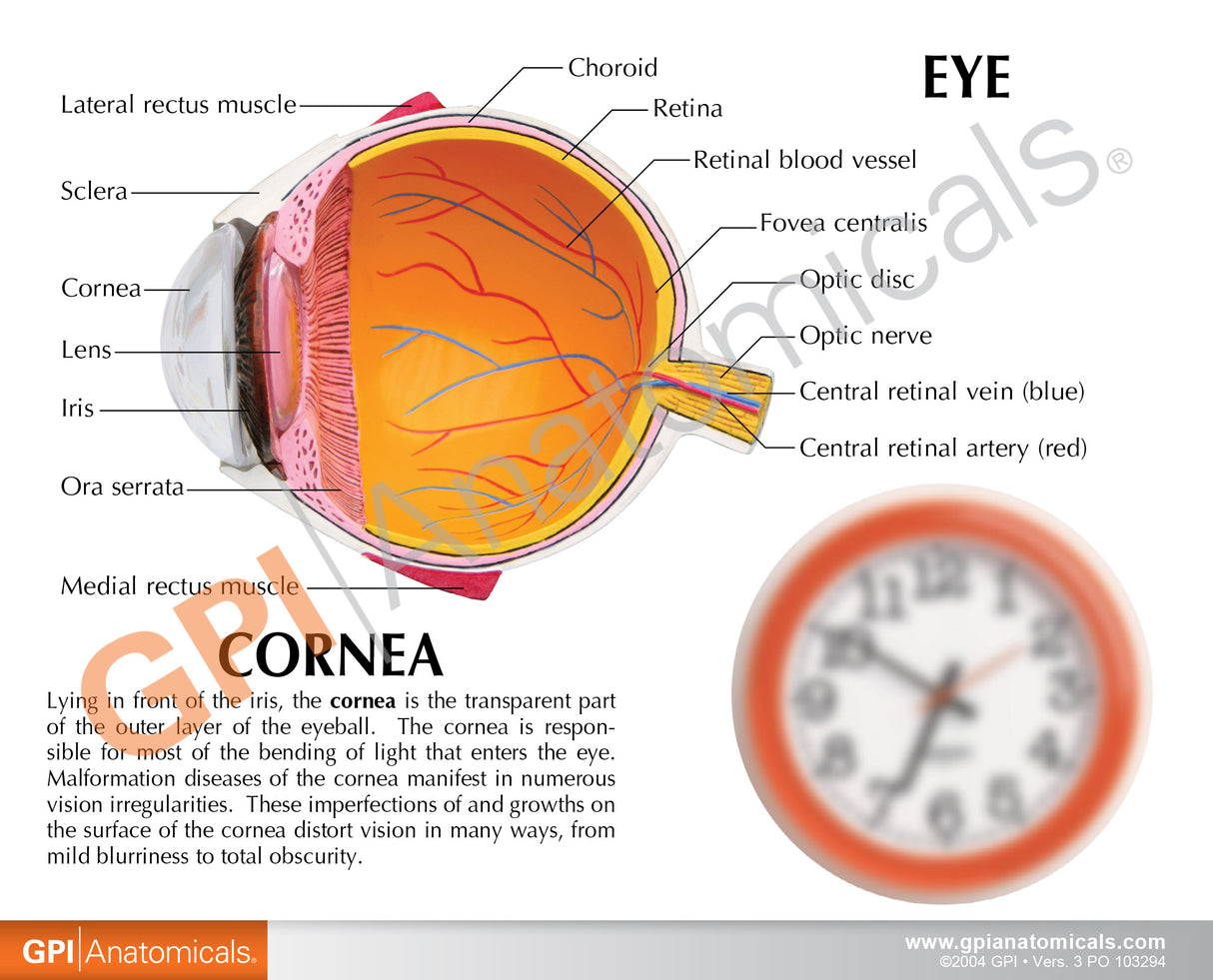 Cornea Eye Education Card