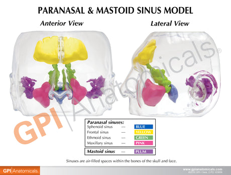 Clear Sinus Education Card