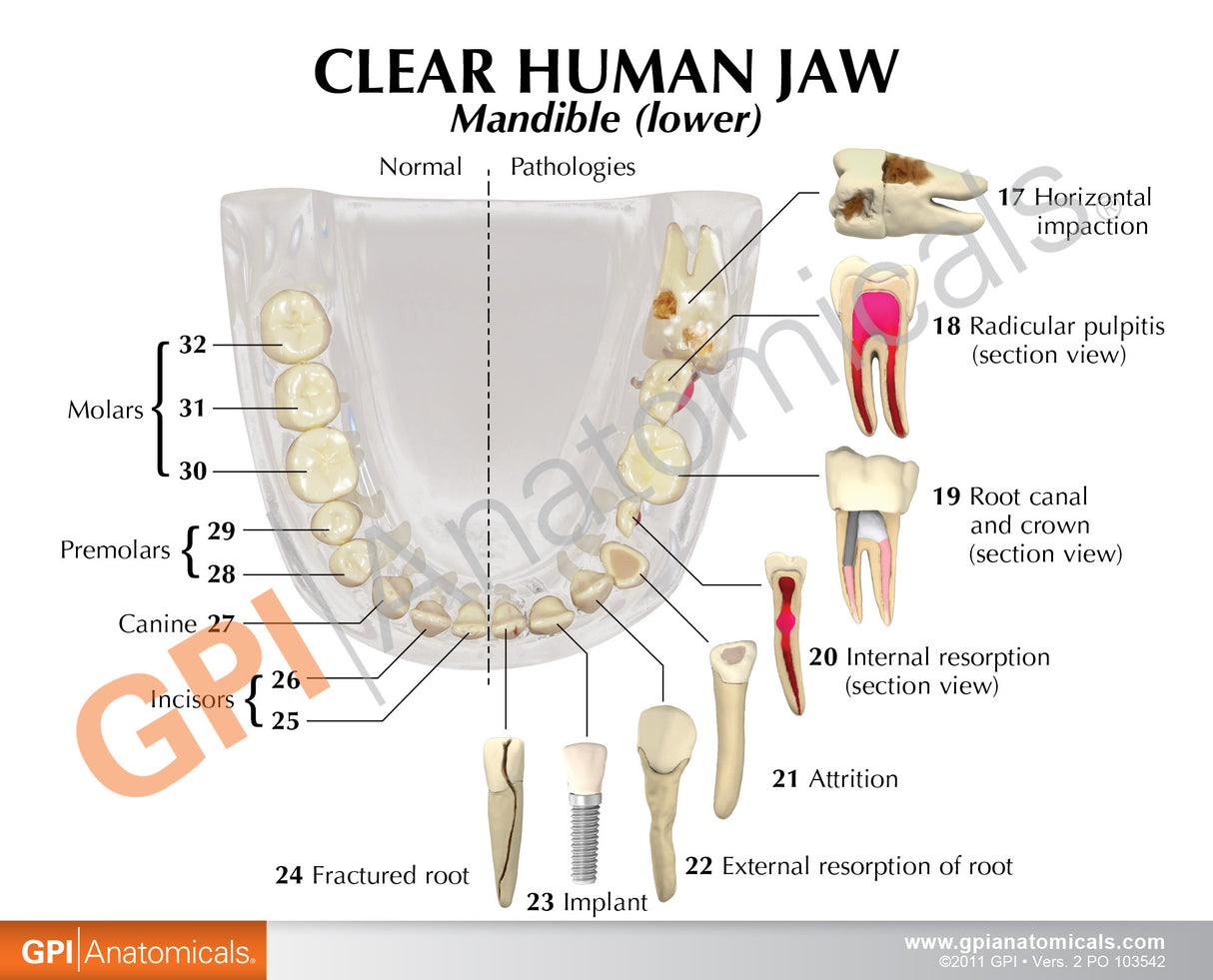 Teeth Model, Clear