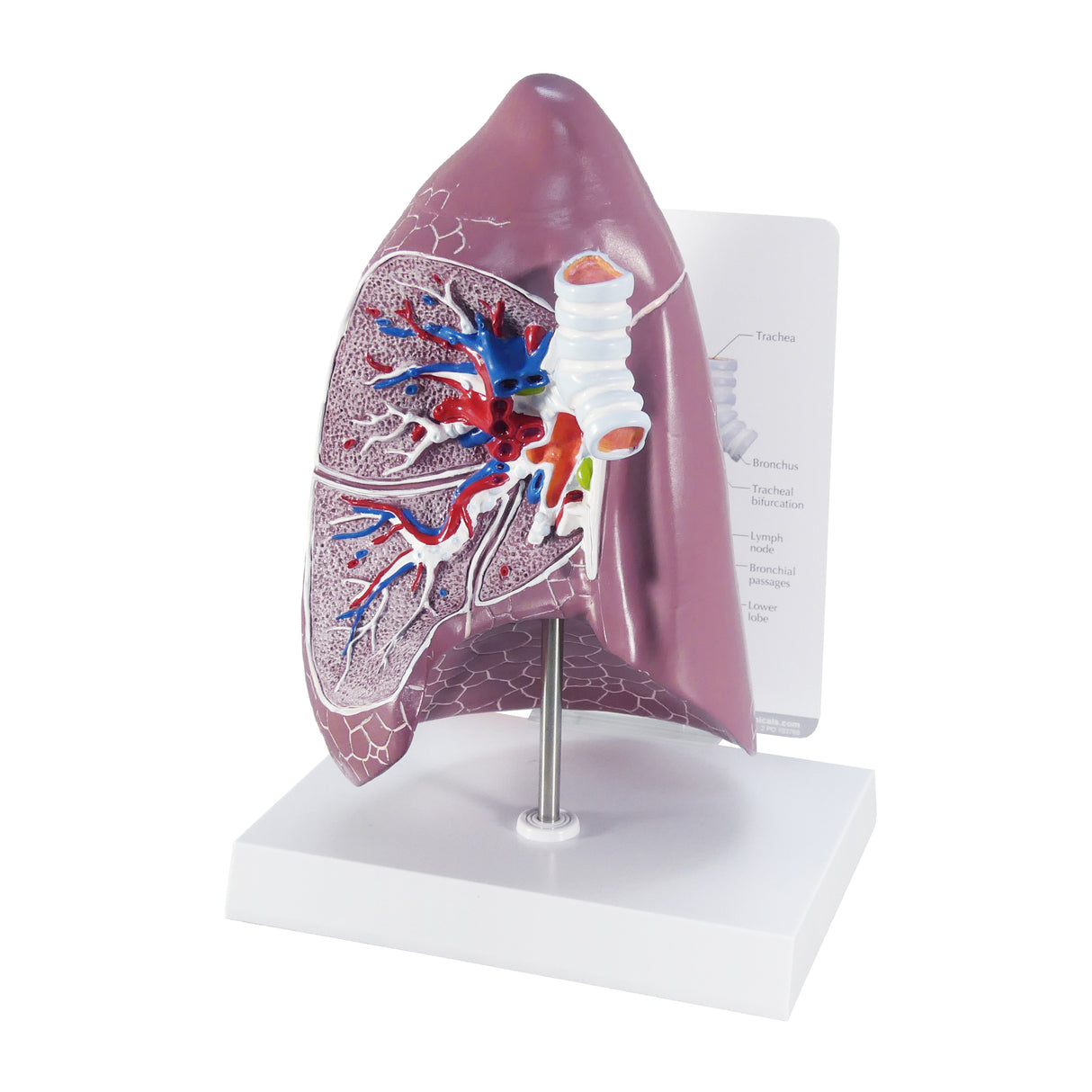 Normal Lung Model