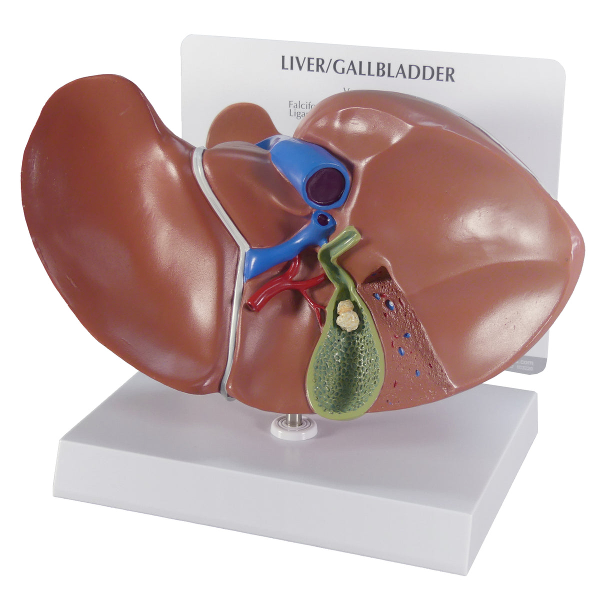 Liver and Gallbladder Model