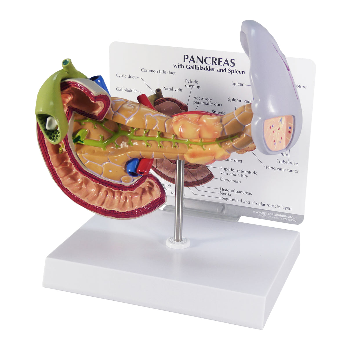 Pancreas with Gallbladder and Spleen Model