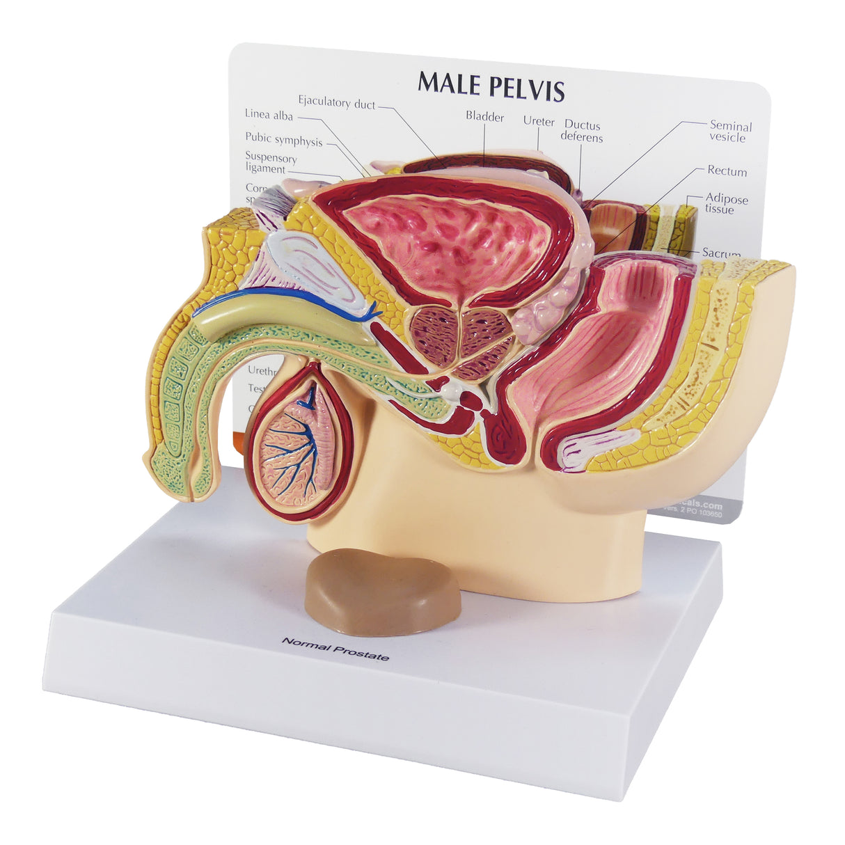 Male Pelvis Model with Prostate