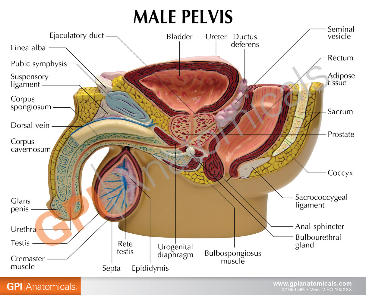 Male Pelvis Model with Prostate