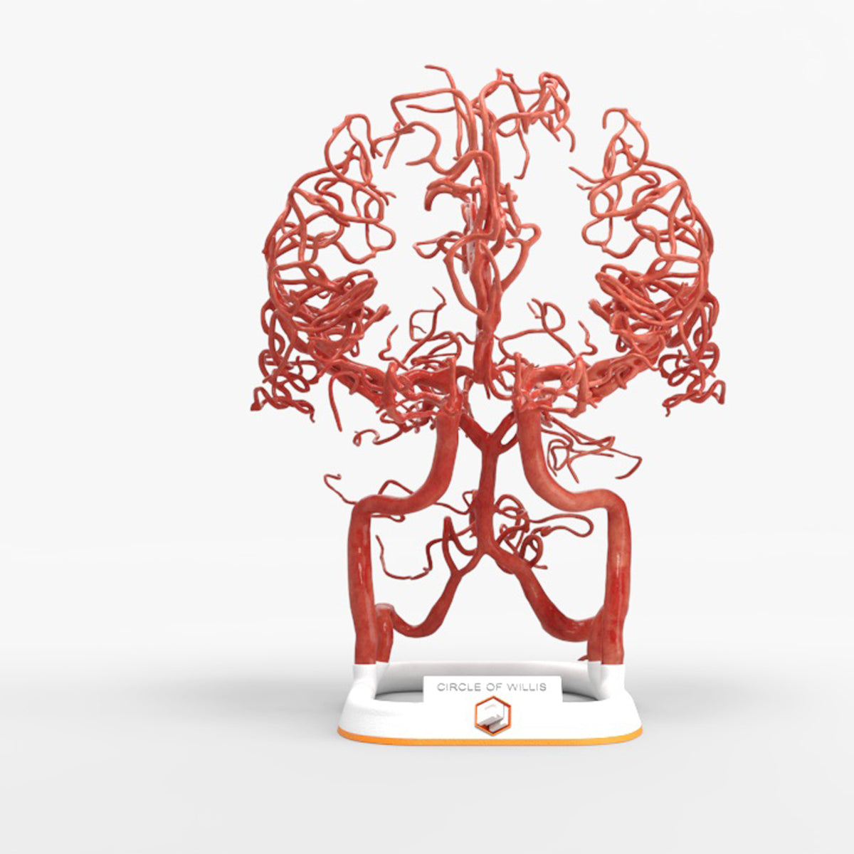 Custom 3D Anatomy Models | Circle of Willis | Brain – GPI 3D Anatomy