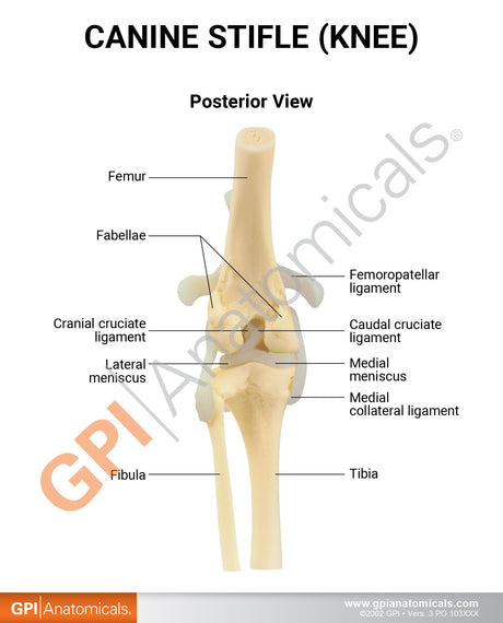 Canine Knee Model