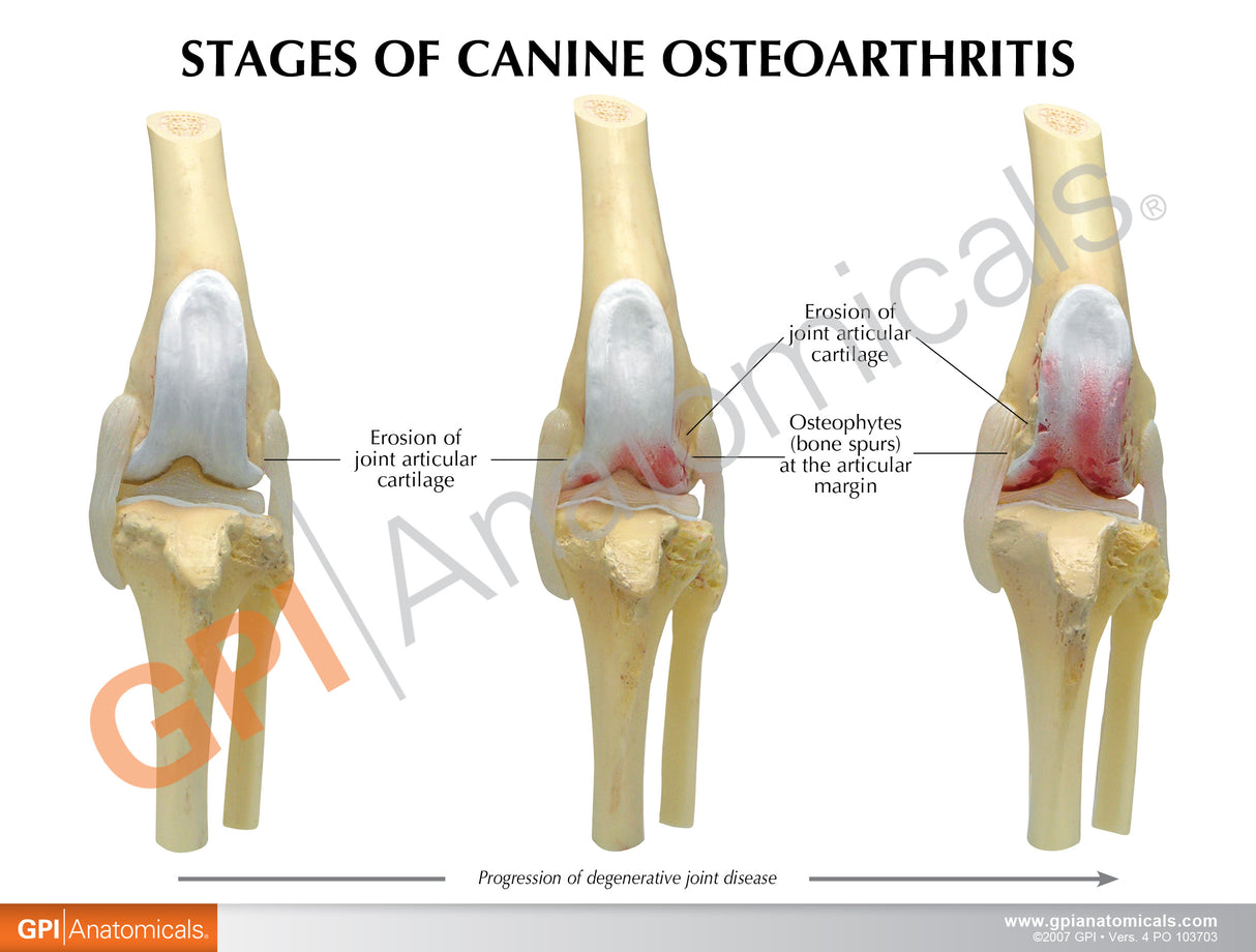 Canine 4-Stage Knee Set Education Card