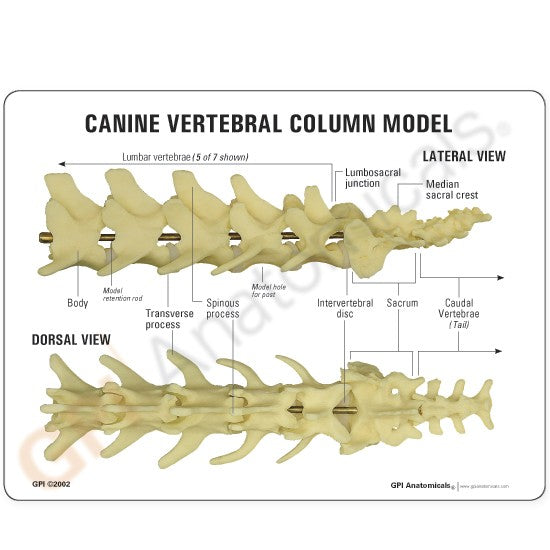 Canine Vertebral Column Education Card