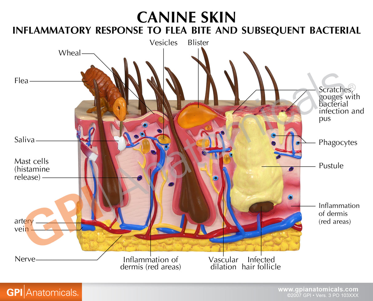 Canine Skin Model with Flea Bite