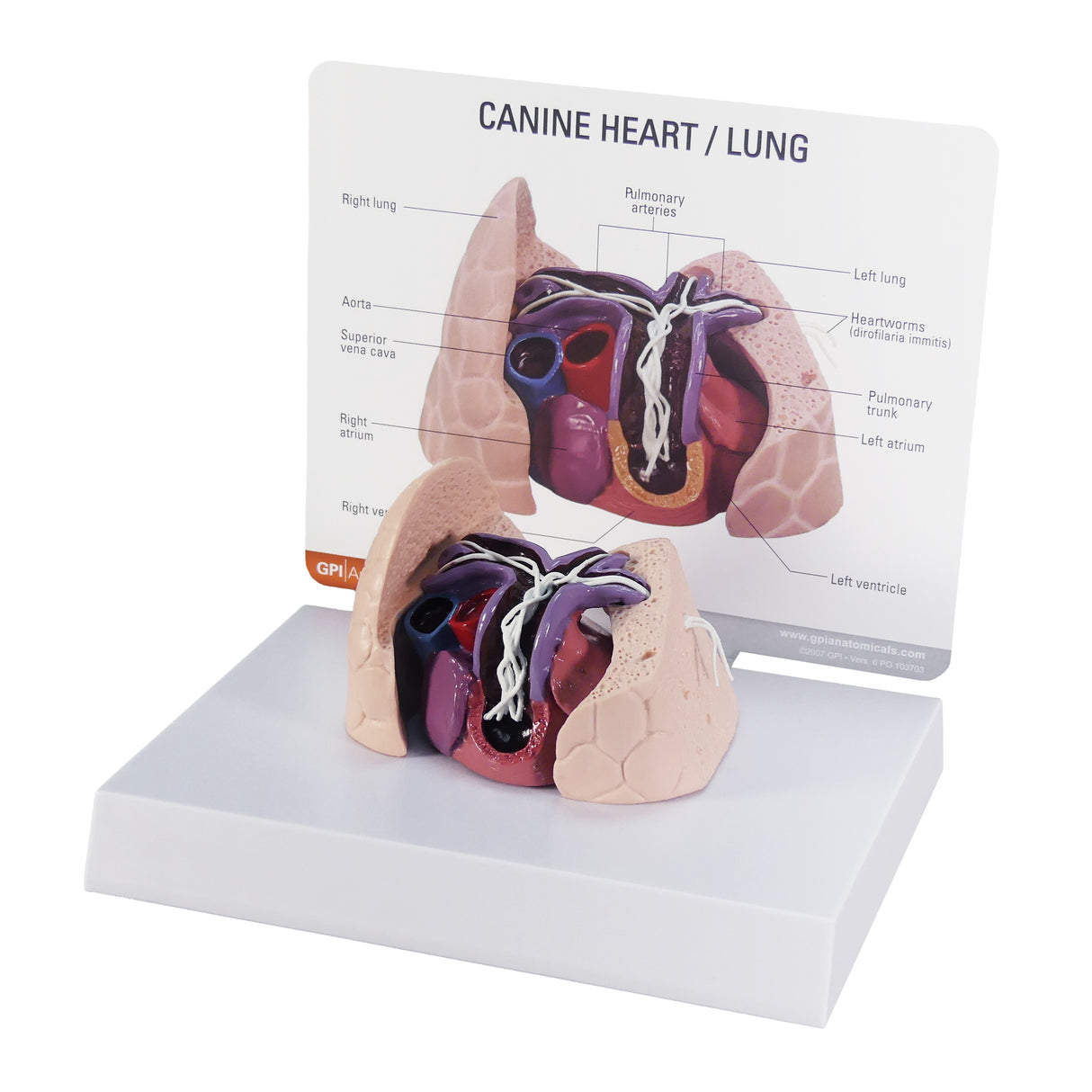 Canine Heart and Lungs Model