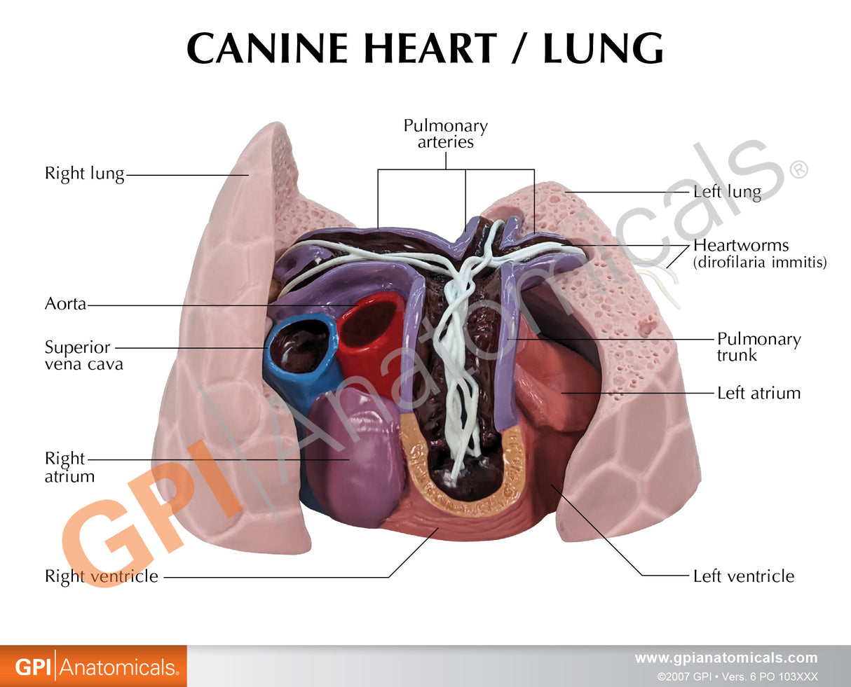 Canine Heart and Lungs Model