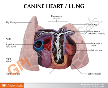 Canine Heart and Lungs Model