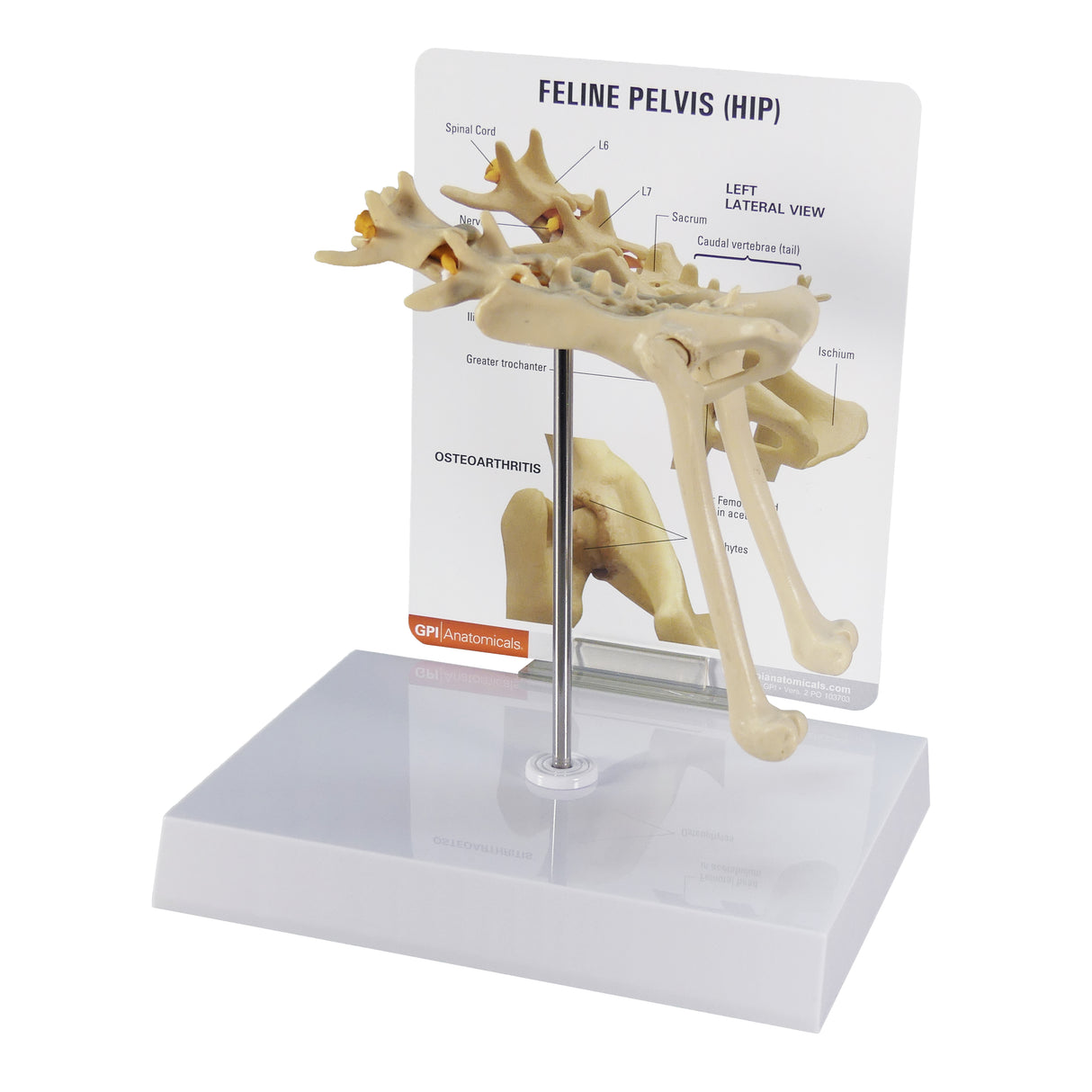 Feline Pelvis (Hip) Model