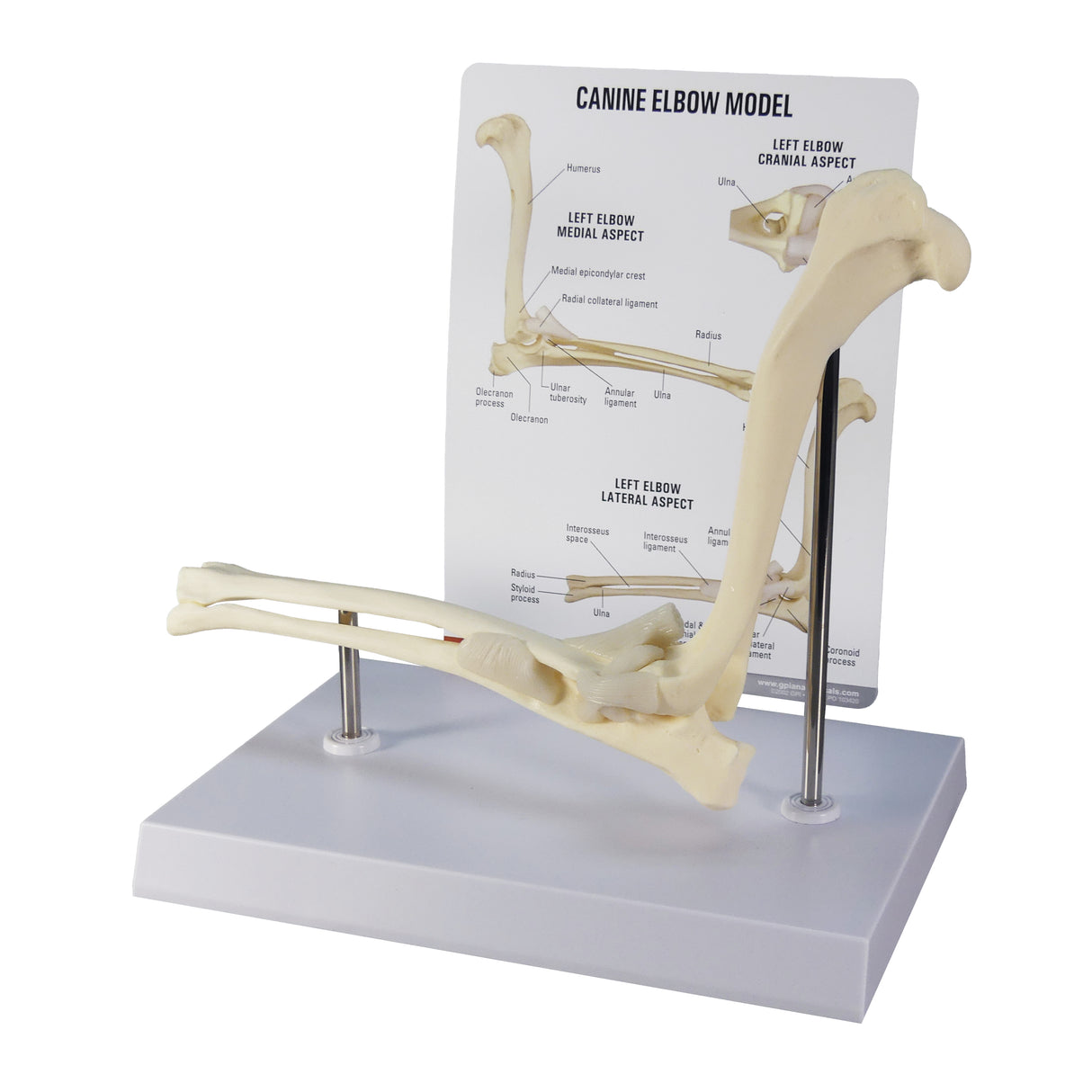 Canine Elbow Model