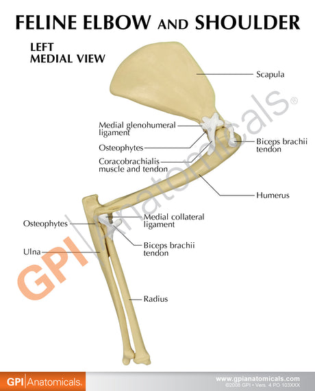 Feline Elbow and Shoulder Joint Model