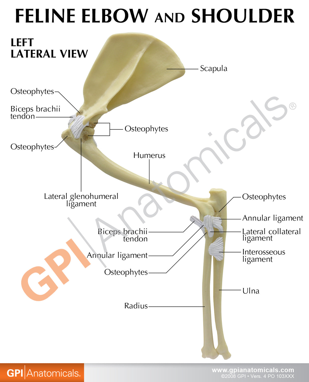 Feline Elbow and Shoulder Joint Model