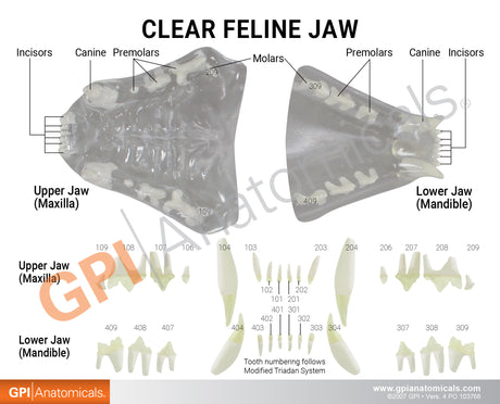 Feline Jaw Model with Teeth, Clear