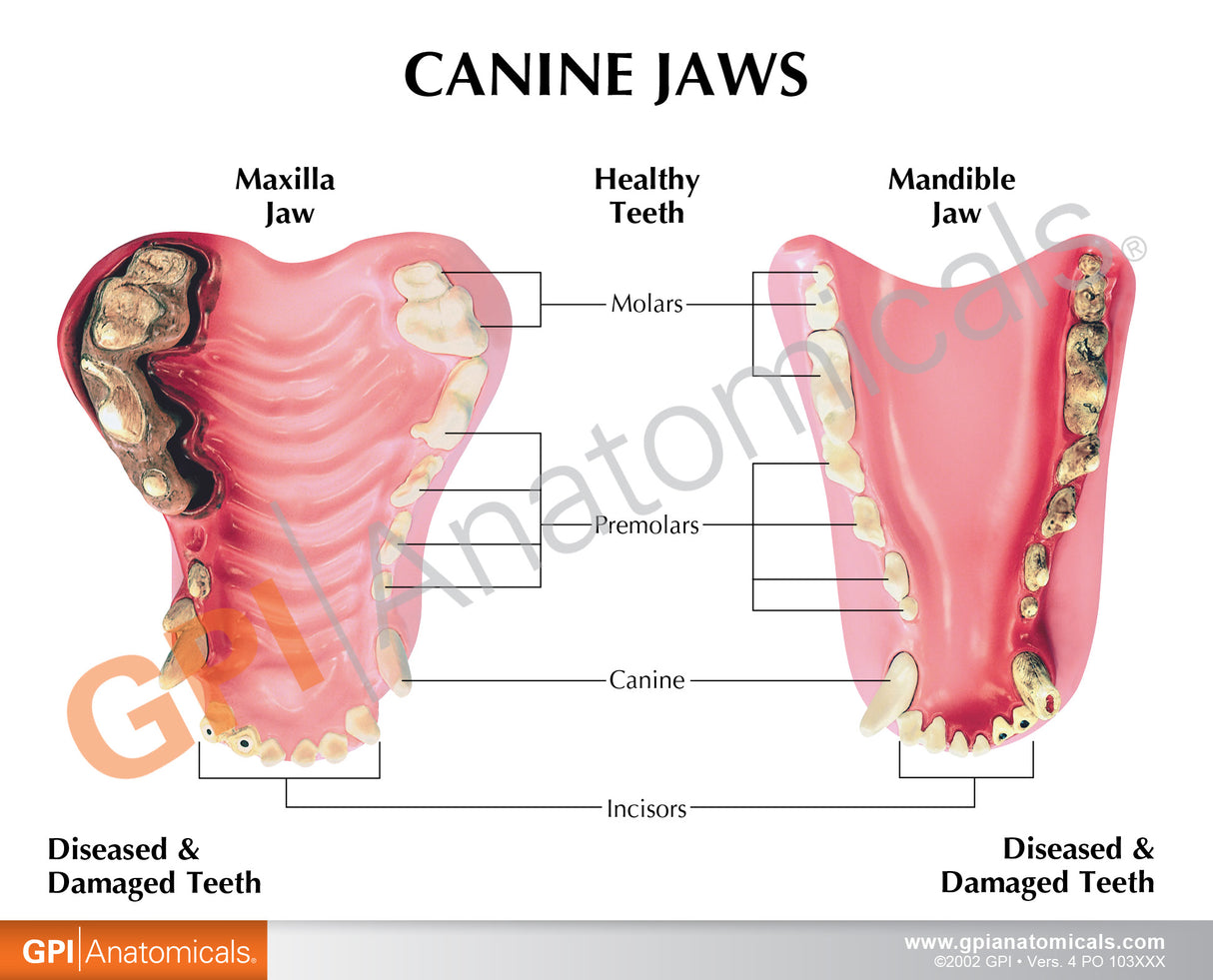 Canine Jaw Model with Teeth