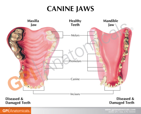 Canine Jaw Model with Teeth