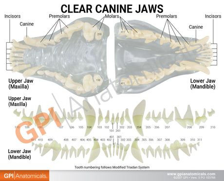 Canine Jaw Model with Teeth, Clear