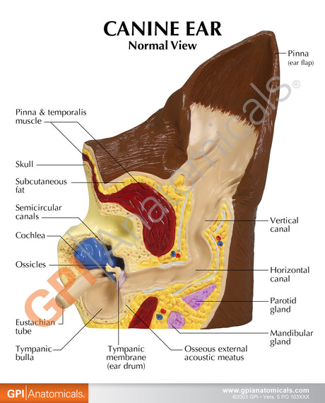 Canine Ear Model