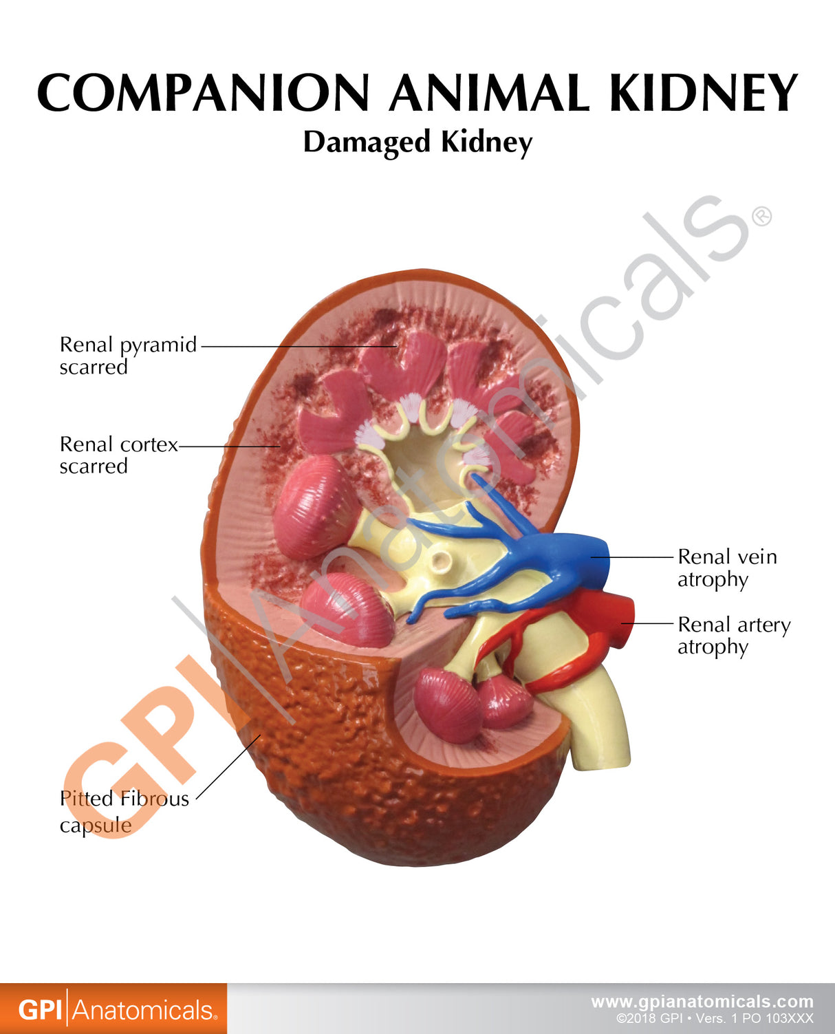 2-Piece Animal Kidney Model