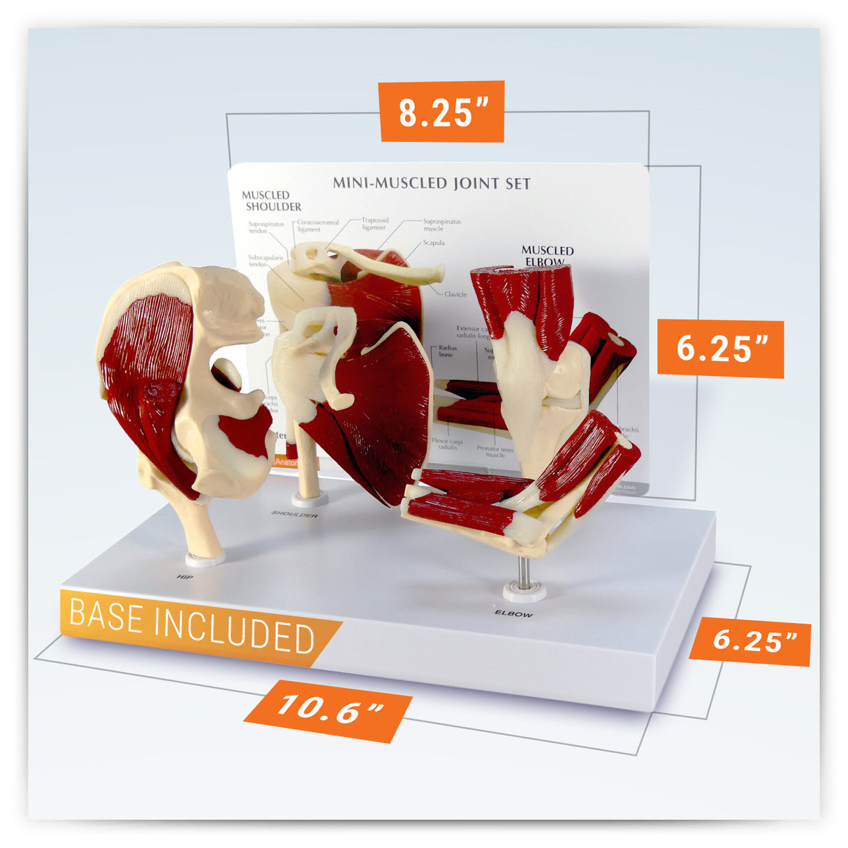 Mini-Muscled Joint Model with Hip, Shoulder, Knee, and Elbow