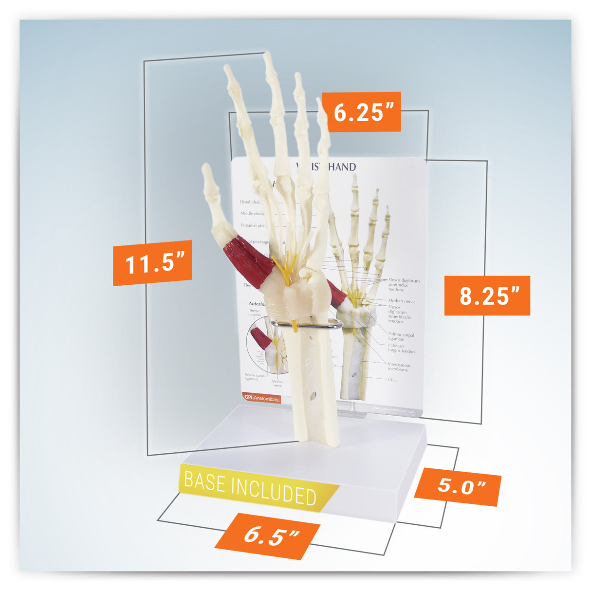 Hand and Wrist Model