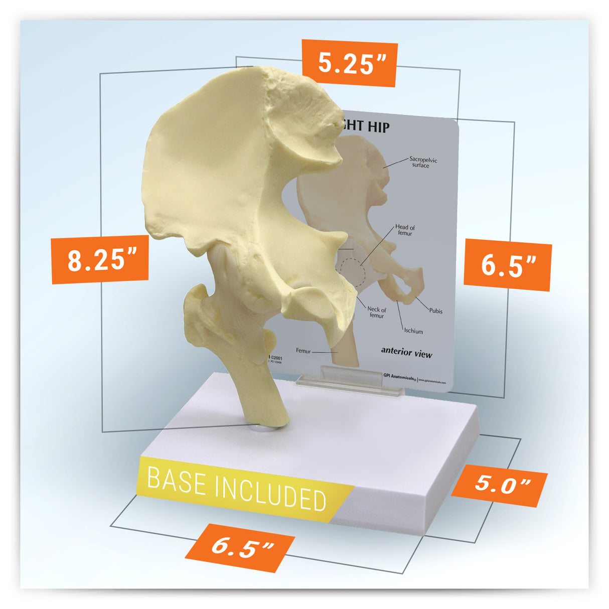 Hip Joint Model