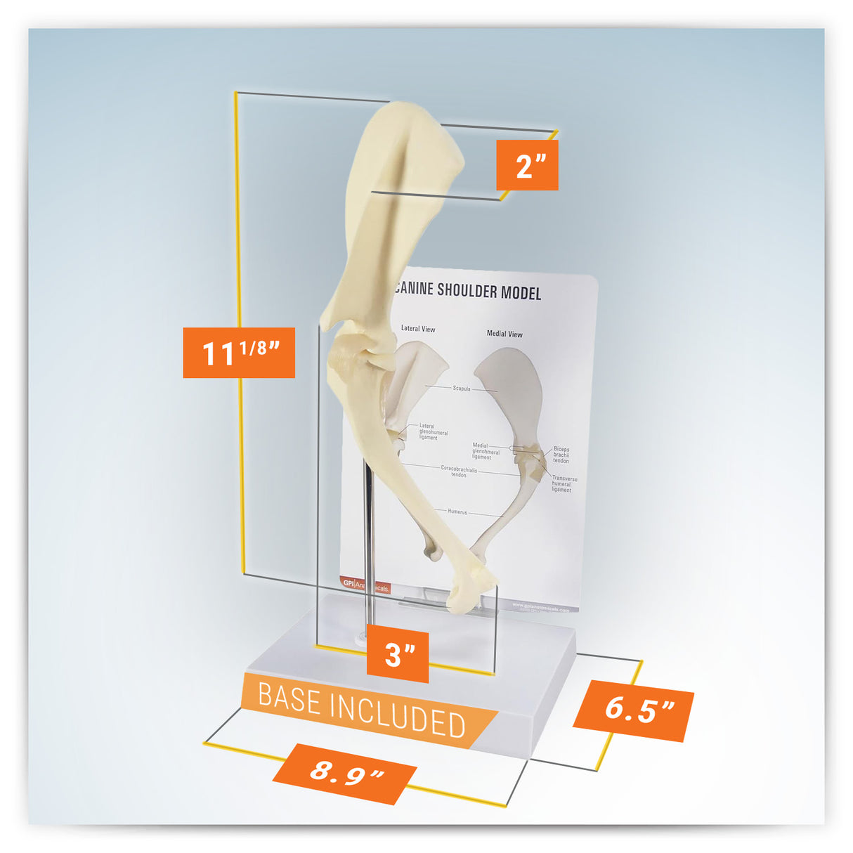 Canine Shoulder Model