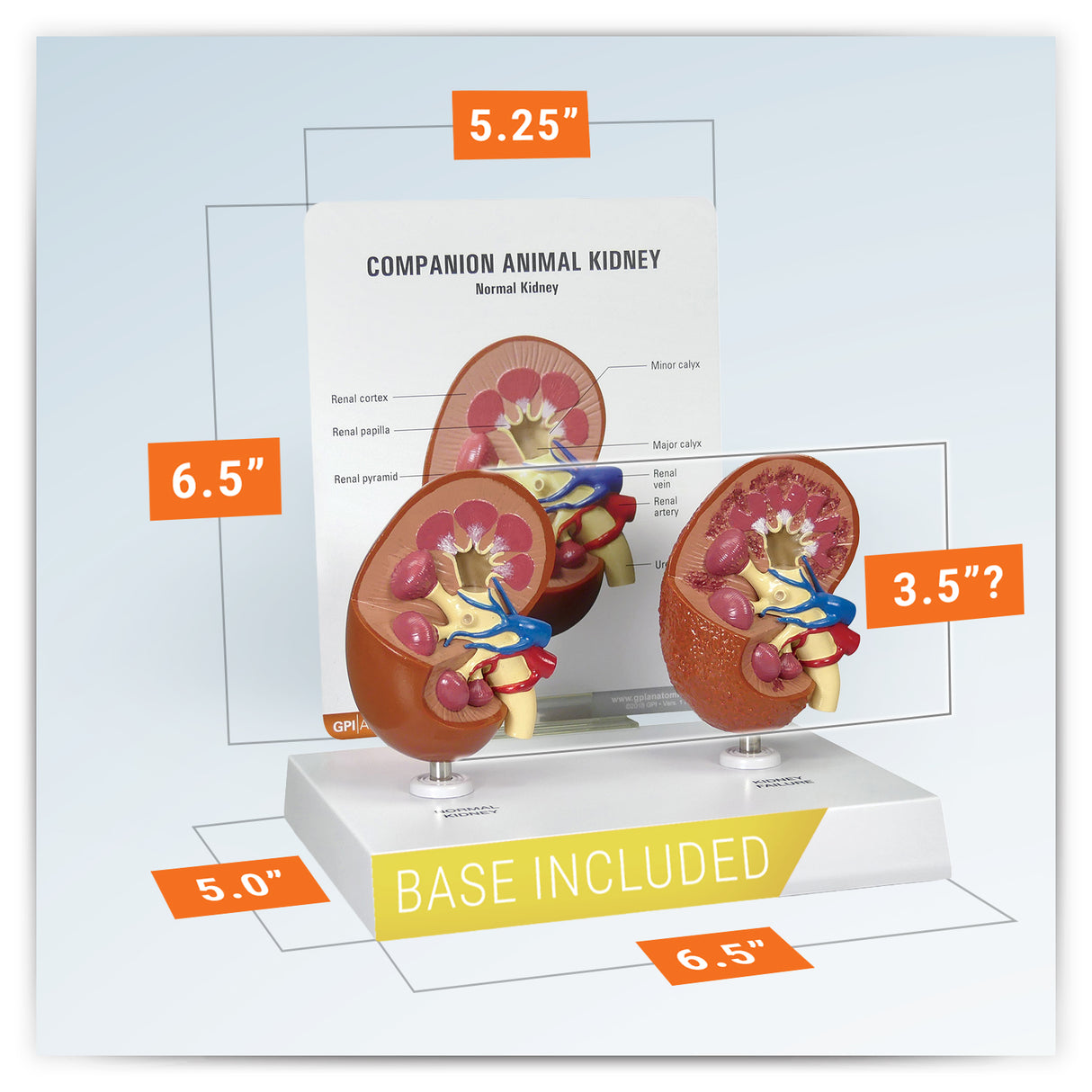 2-Piece Animal Kidney Model