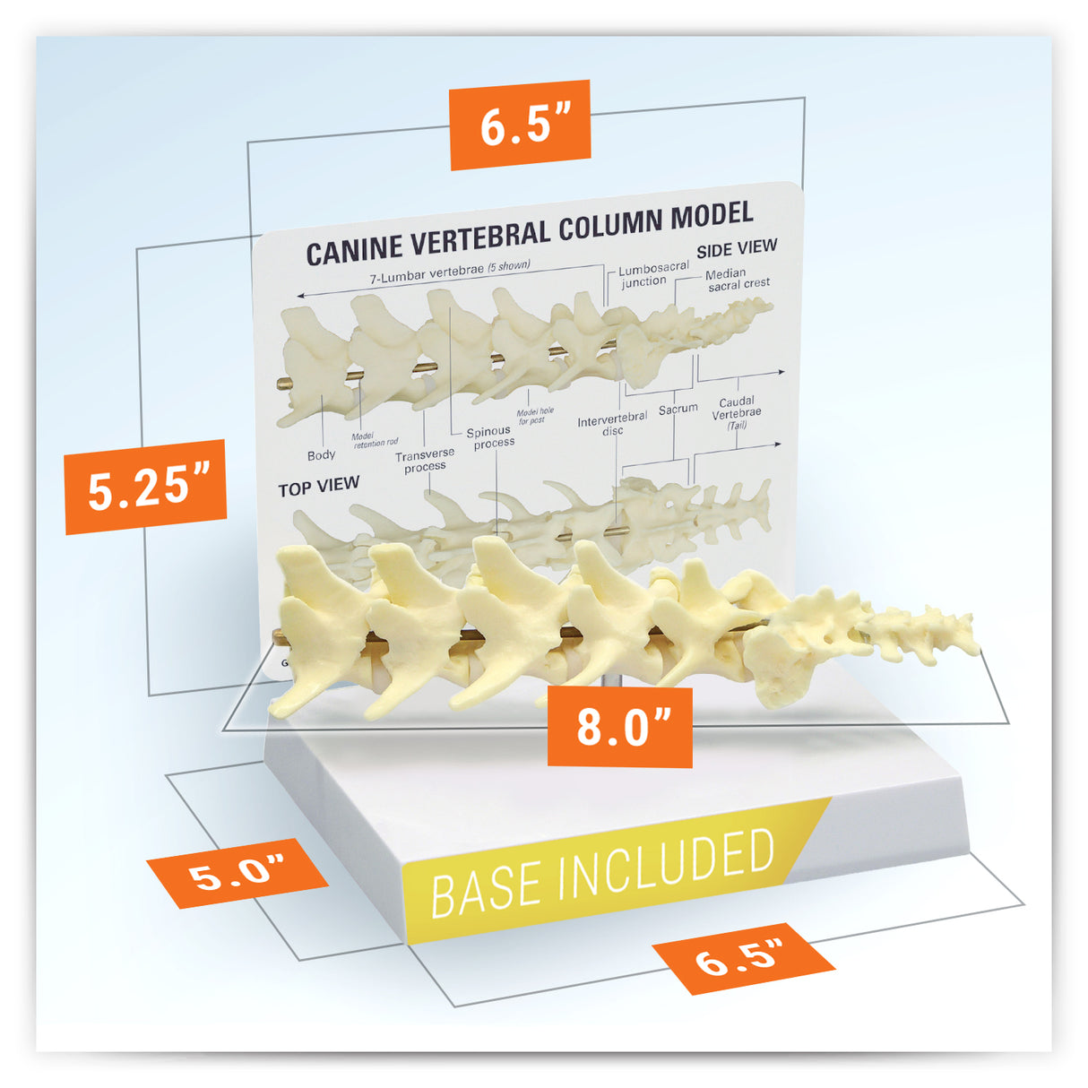 Canine Vertebral Column Model